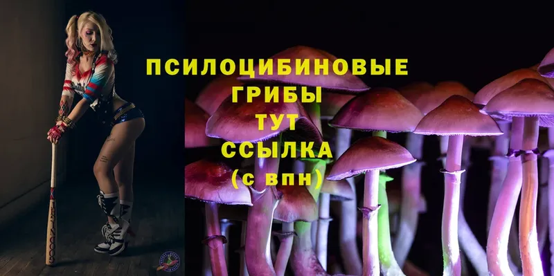 blacksprut ТОР  Карачаевск  Псилоцибиновые грибы MAGIC MUSHROOMS 